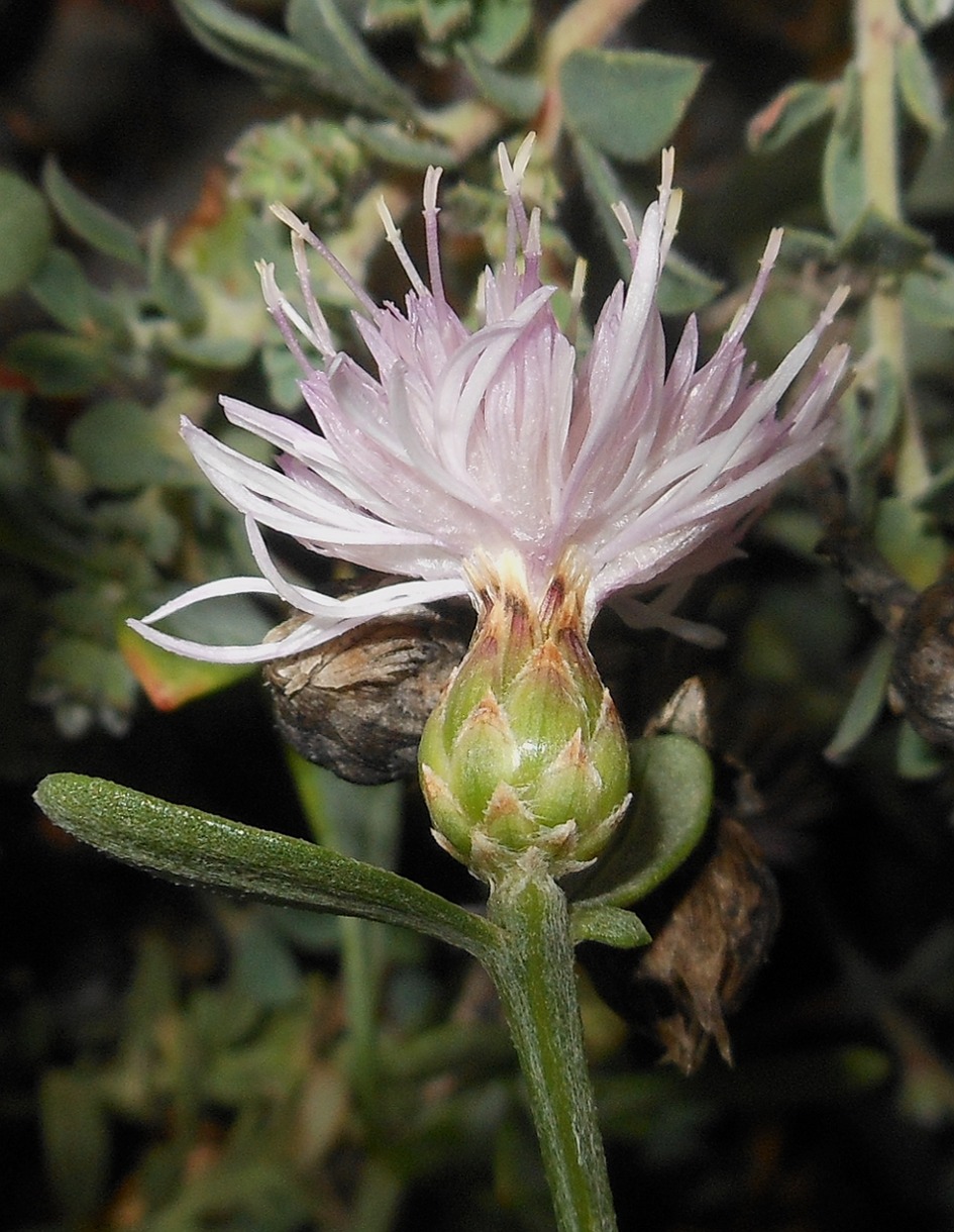 Centaurea paniculata L. subsp. subciliata (DC.) Arrigoni